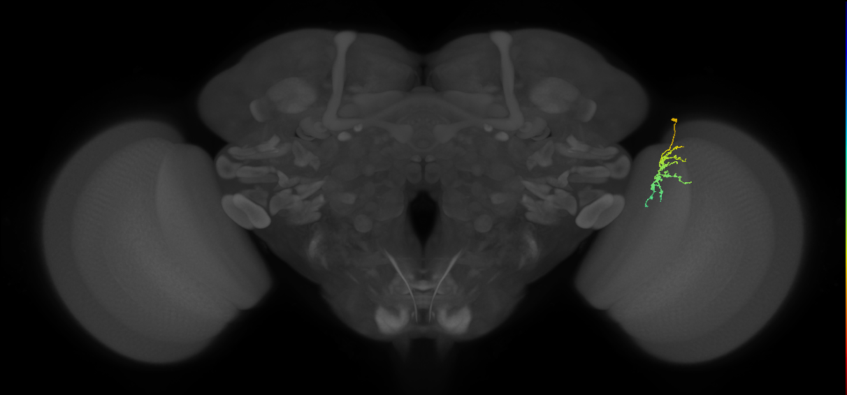 Dm-DRA1_R (JRC_OpticLobe:118866)