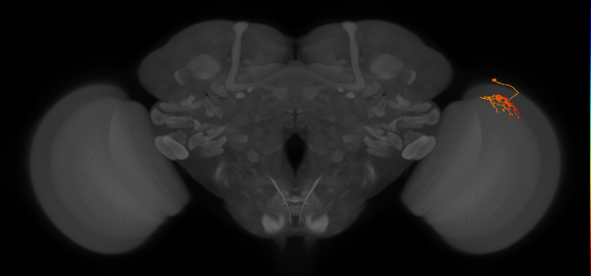 Dm-DRA1_R (JRC_OpticLobe:66693)