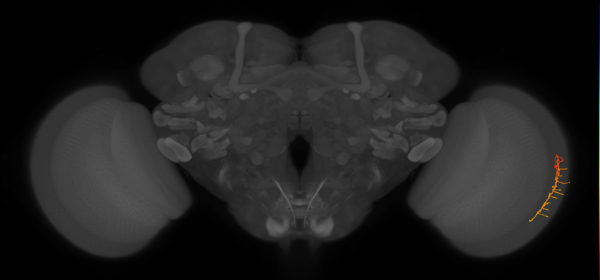 Dm-DRA2_R (JRC_OpticLobe:542400)
