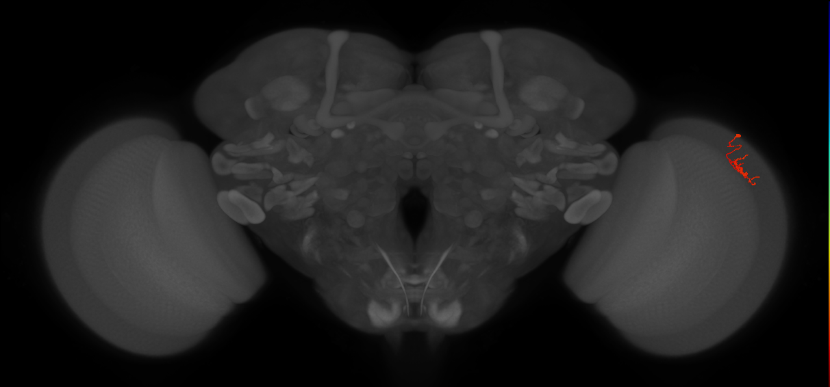 Dm-DRA2_R (JRC_OpticLobe:102445)