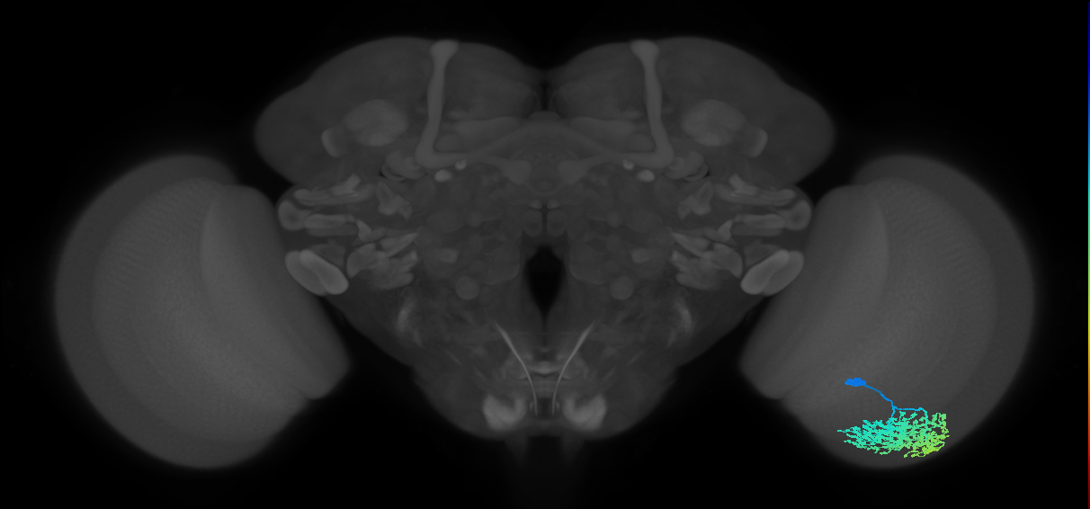 Dm1_R (JRC_OpticLobe:20087)