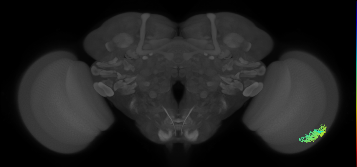 Dm1_R (JRC_OpticLobe:19320)