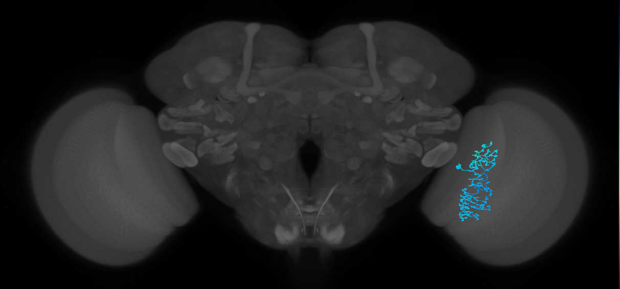 Dm1_R (JRC_OpticLobe:547712)
