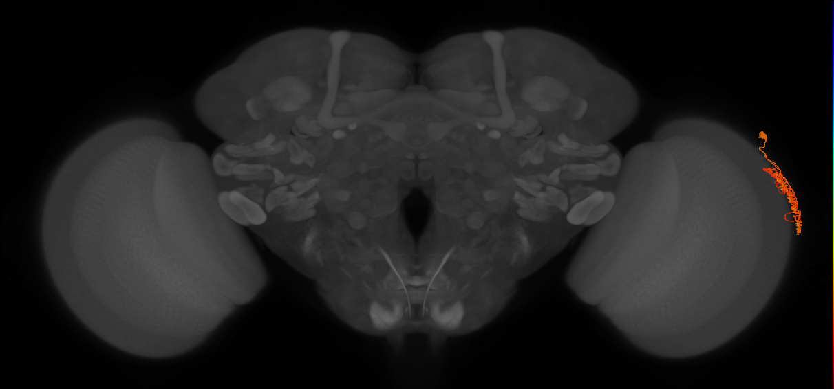 Dm1_R (JRC_OpticLobe:31577)