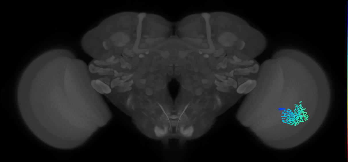 Dm1_R (JRC_OpticLobe:166528)