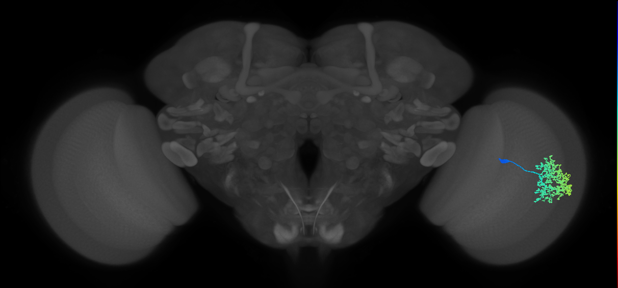 Dm1_R (JRC_OpticLobe:18915)