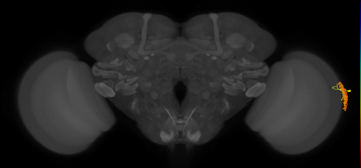Dm1_R (JRC_OpticLobe:97130)