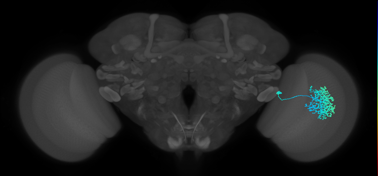 Dm1_R (JRC_OpticLobe:18953)