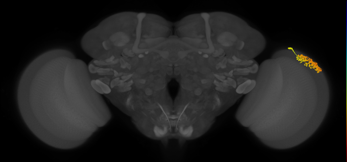Dm1_R (JRC_OpticLobe:35406)