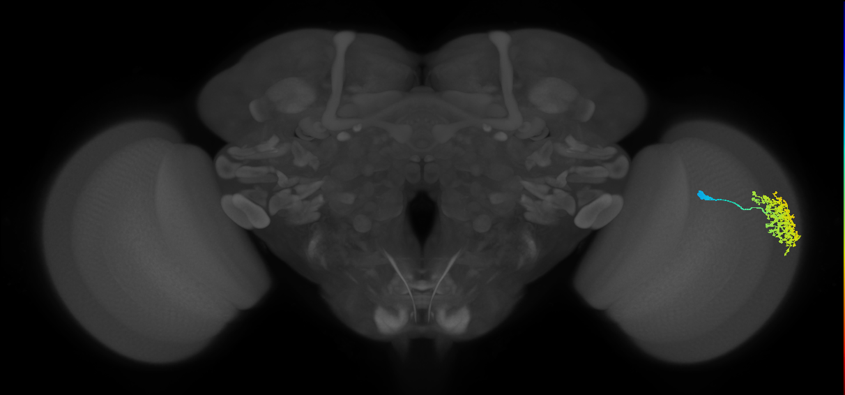 Dm1_R (JRC_OpticLobe:23845)