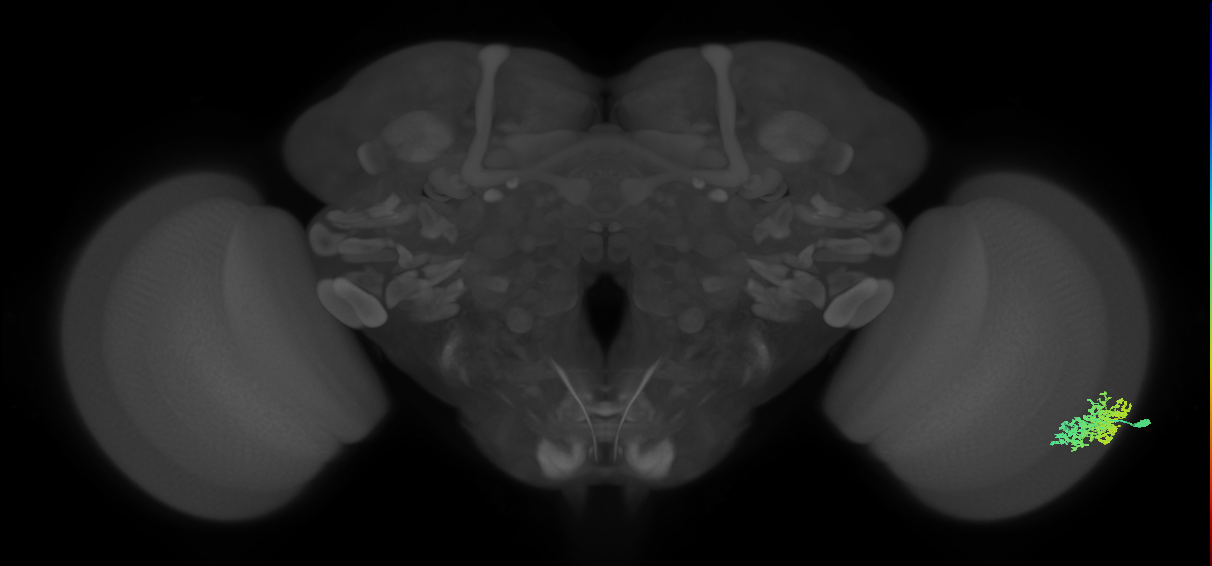 Dm1_R (JRC_OpticLobe:21884)