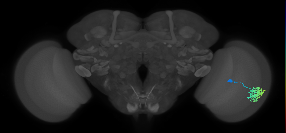 Dm1_R (JRC_OpticLobe:21903)