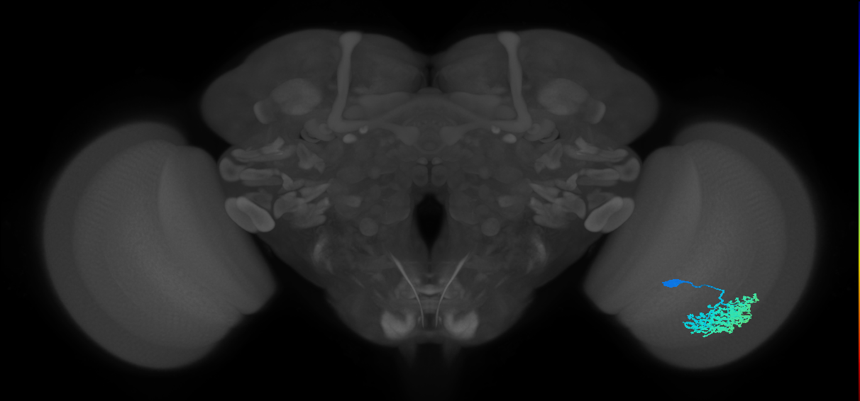 Dm1_R (JRC_OpticLobe:18985)