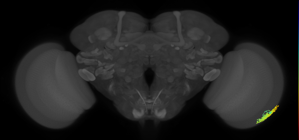Dm1_R (JRC_OpticLobe:21816)