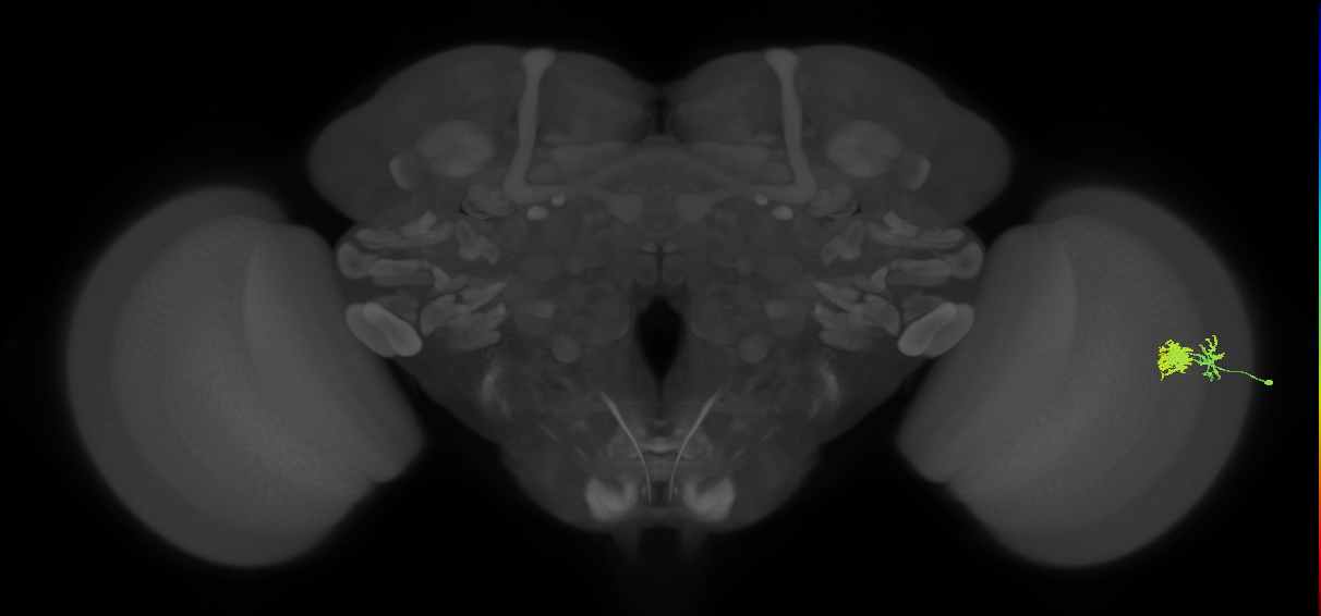 Dm10_R (JRC_OpticLobe:98705)