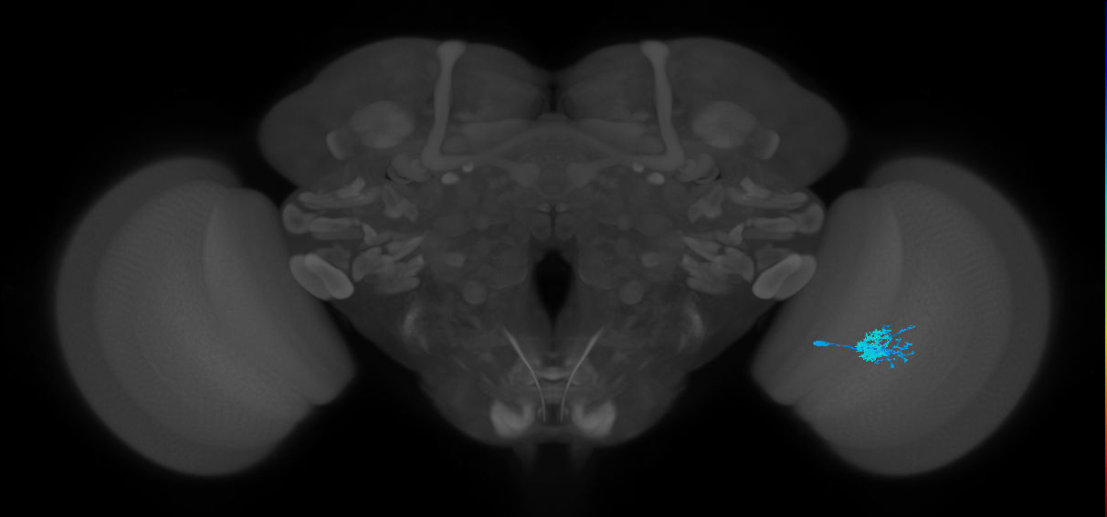Dm10_R (JRC_OpticLobe:533689)