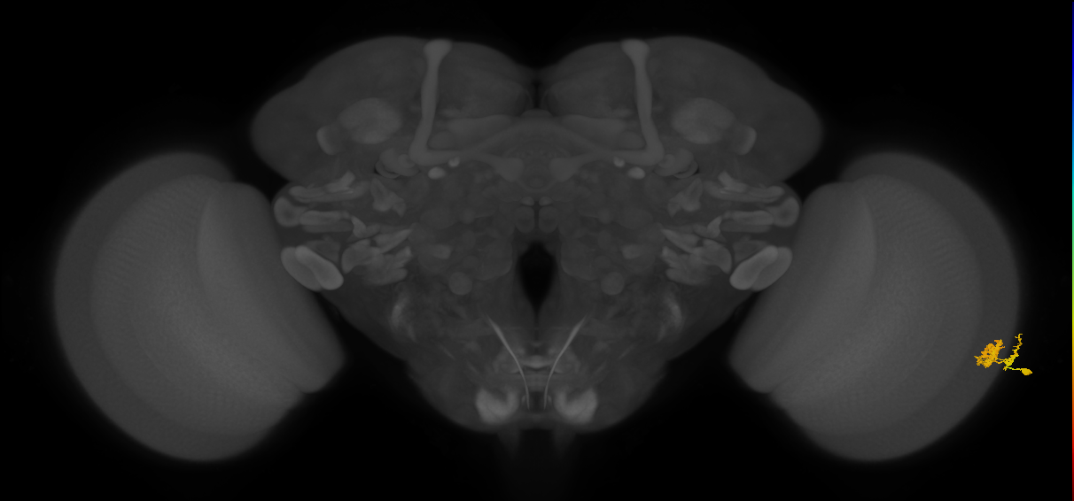Dm10_R (JRC_OpticLobe:547715)