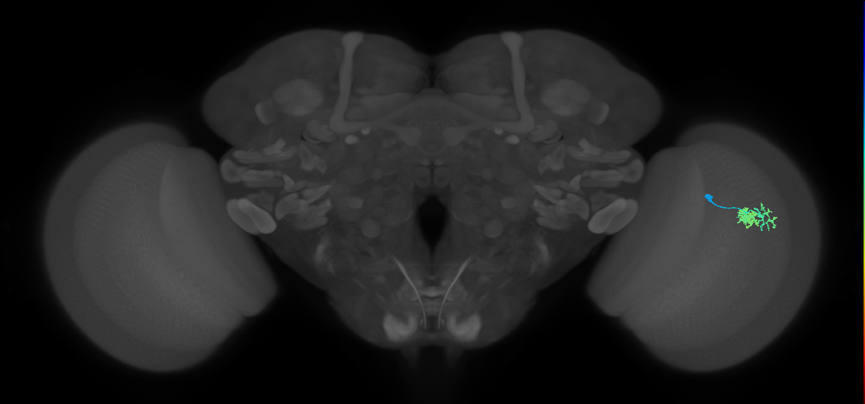 Dm10_R (JRC_OpticLobe:534167)