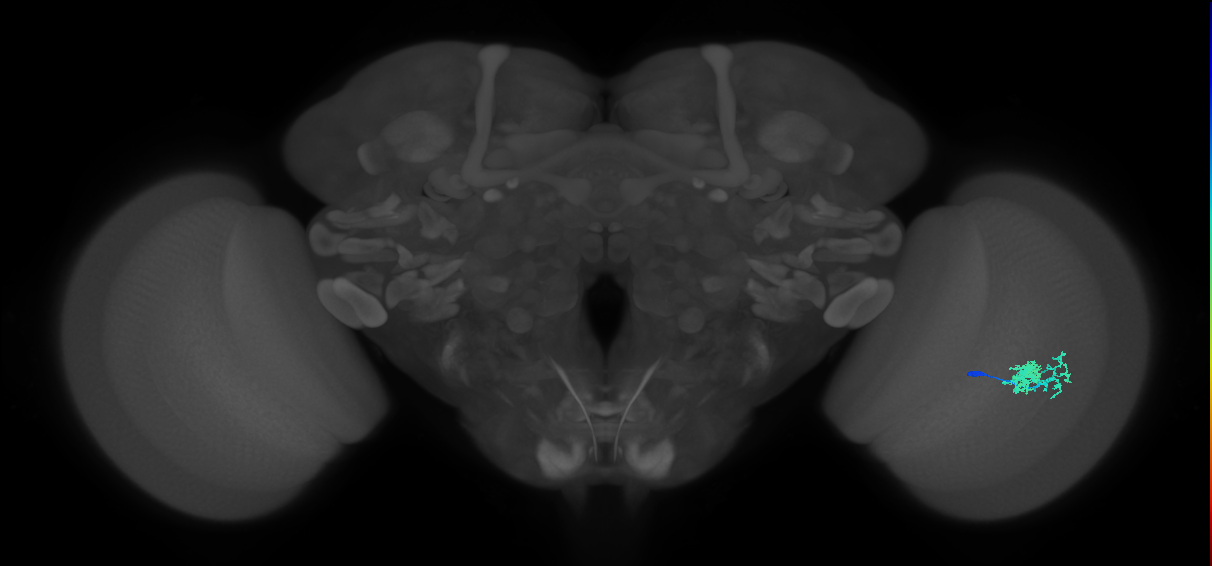 Dm10_R (JRC_OpticLobe:74723)