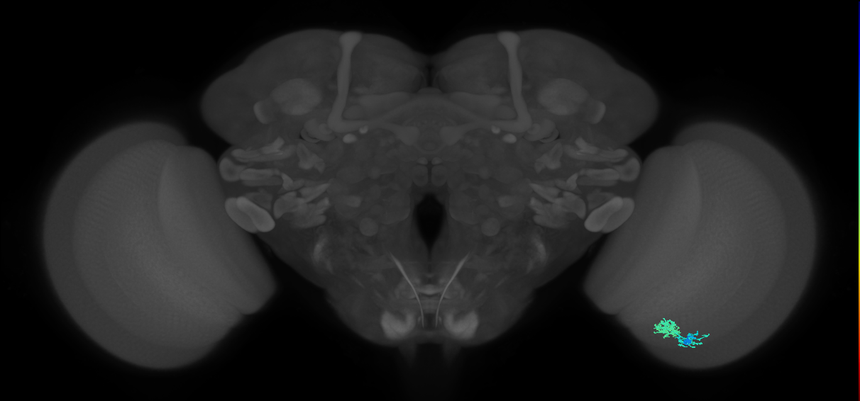 Dm10_R (JRC_OpticLobe:87877)