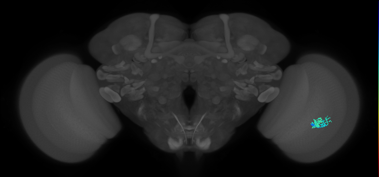 Dm10_R (JRC_OpticLobe:554568)