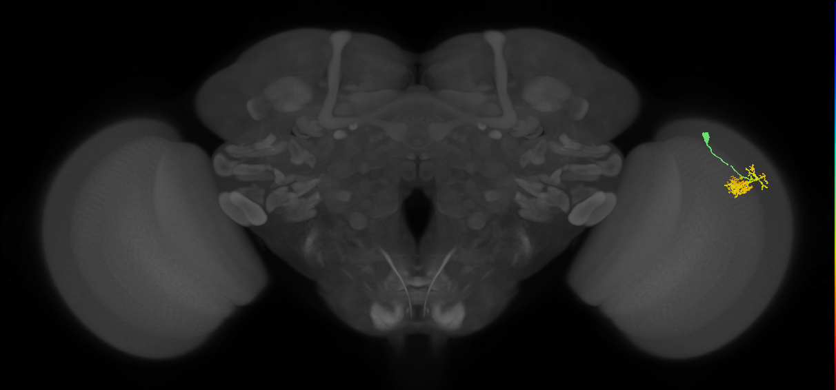 Dm10_R (JRC_OpticLobe:122078)