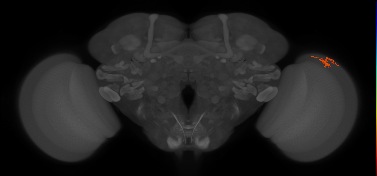 Dm10_R (JRC_OpticLobe:114084)