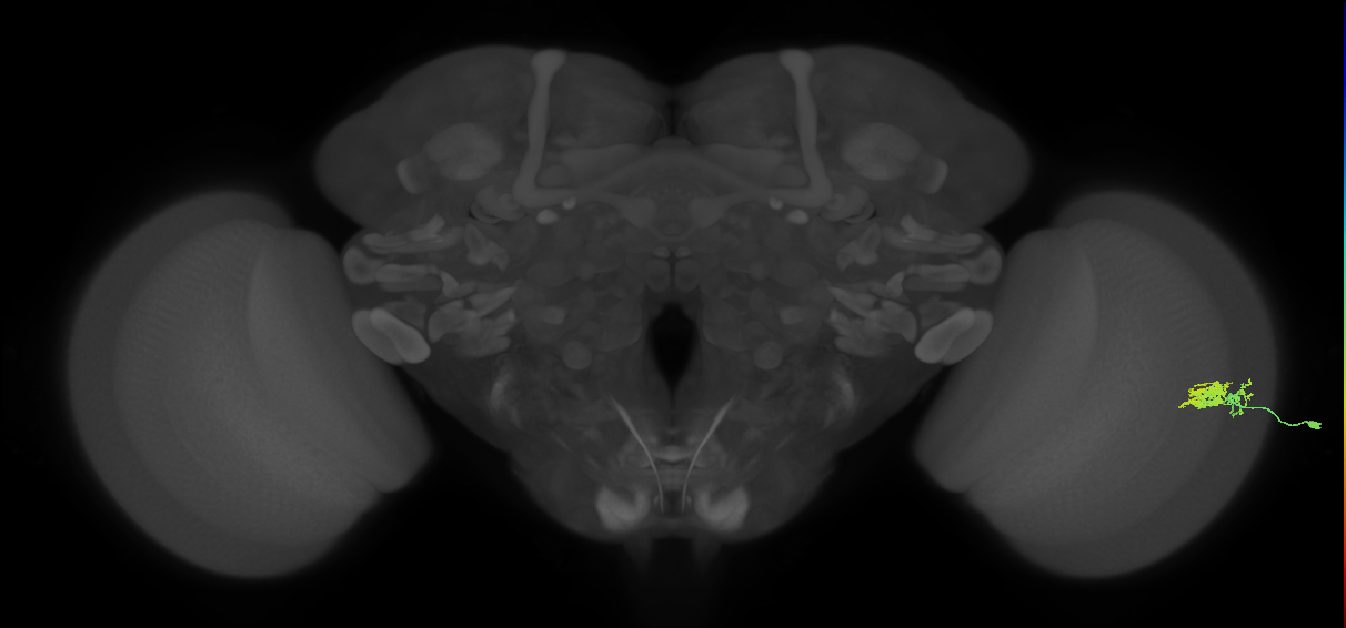 Dm10_R (JRC_OpticLobe:117605)