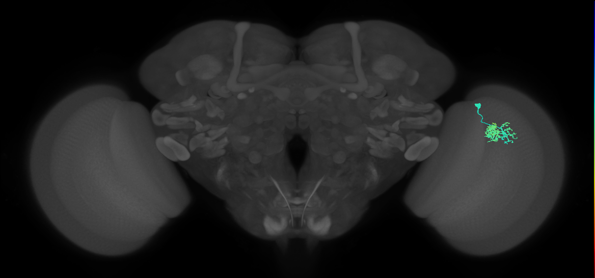 Dm10_R (JRC_OpticLobe:68808)