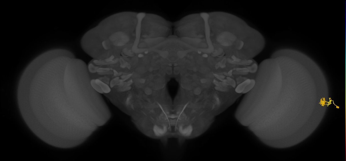 Dm10_R (JRC_OpticLobe:547706)