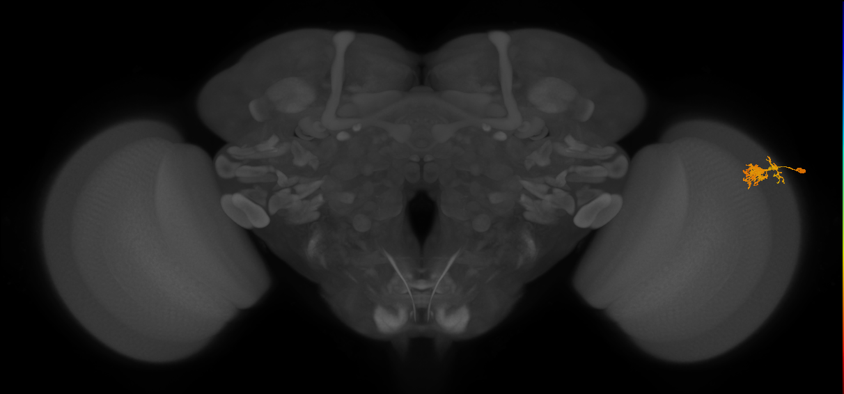Dm10_R (JRC_OpticLobe:87811)