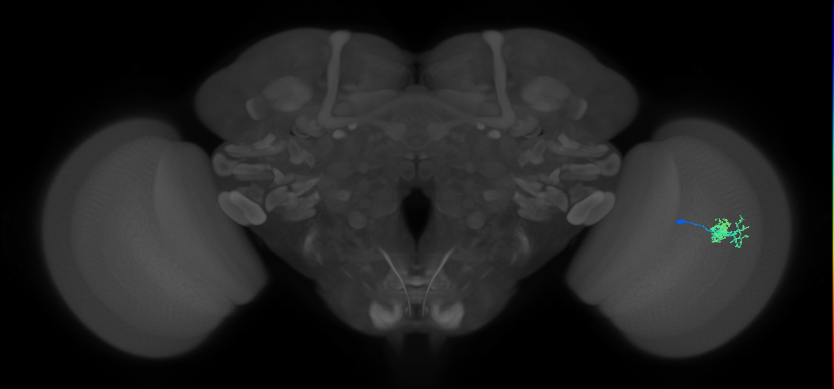 Dm10_R (JRC_OpticLobe:64774)