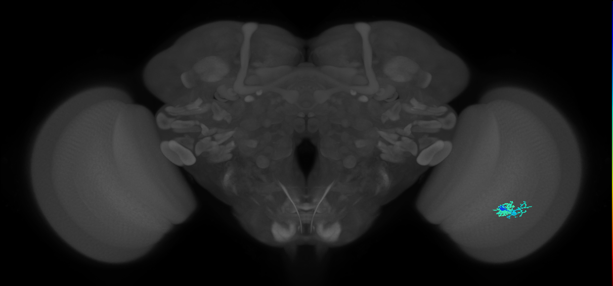Dm10_R (JRC_OpticLobe:64783)