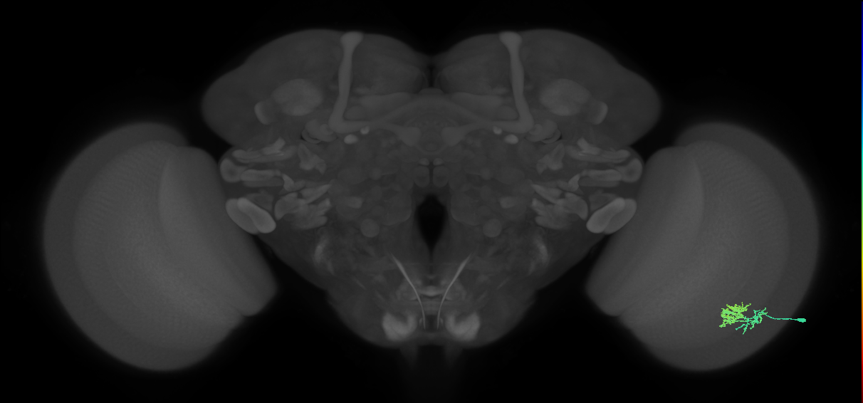 Dm10_R (JRC_OpticLobe:64880)