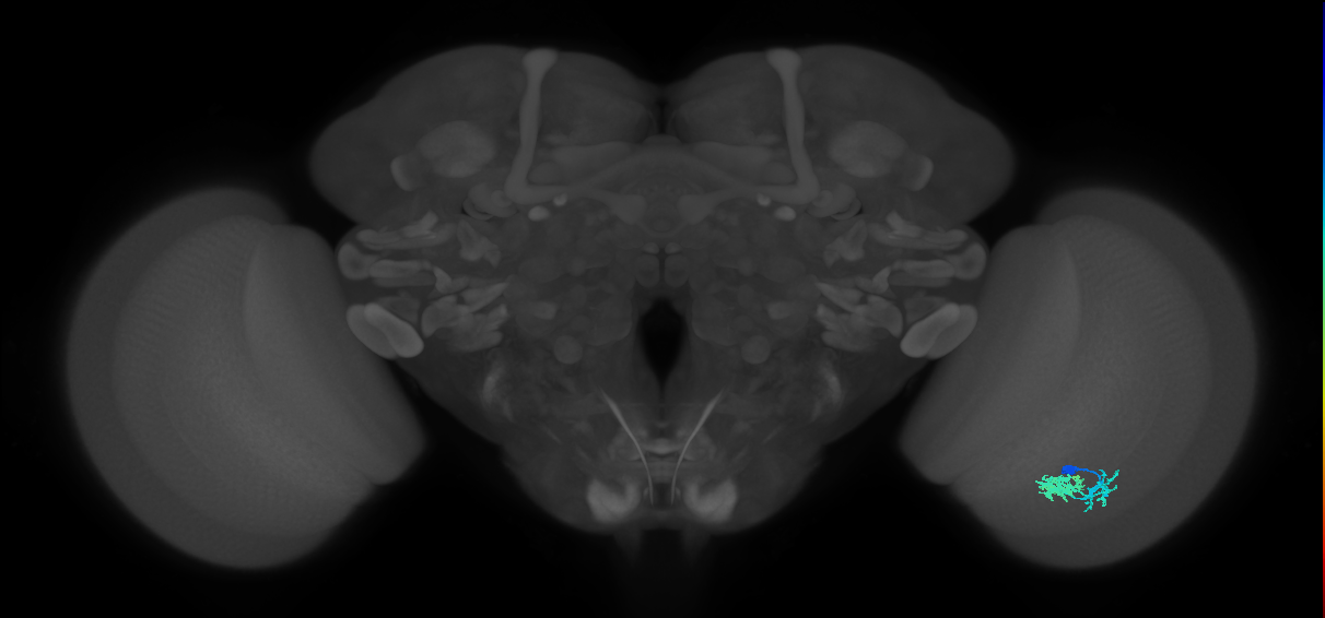 Dm10_R (JRC_OpticLobe:68741)