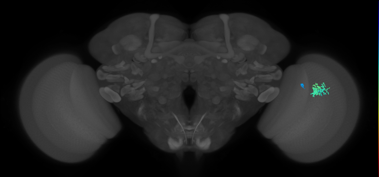 Dm10_R (JRC_OpticLobe:87703)
