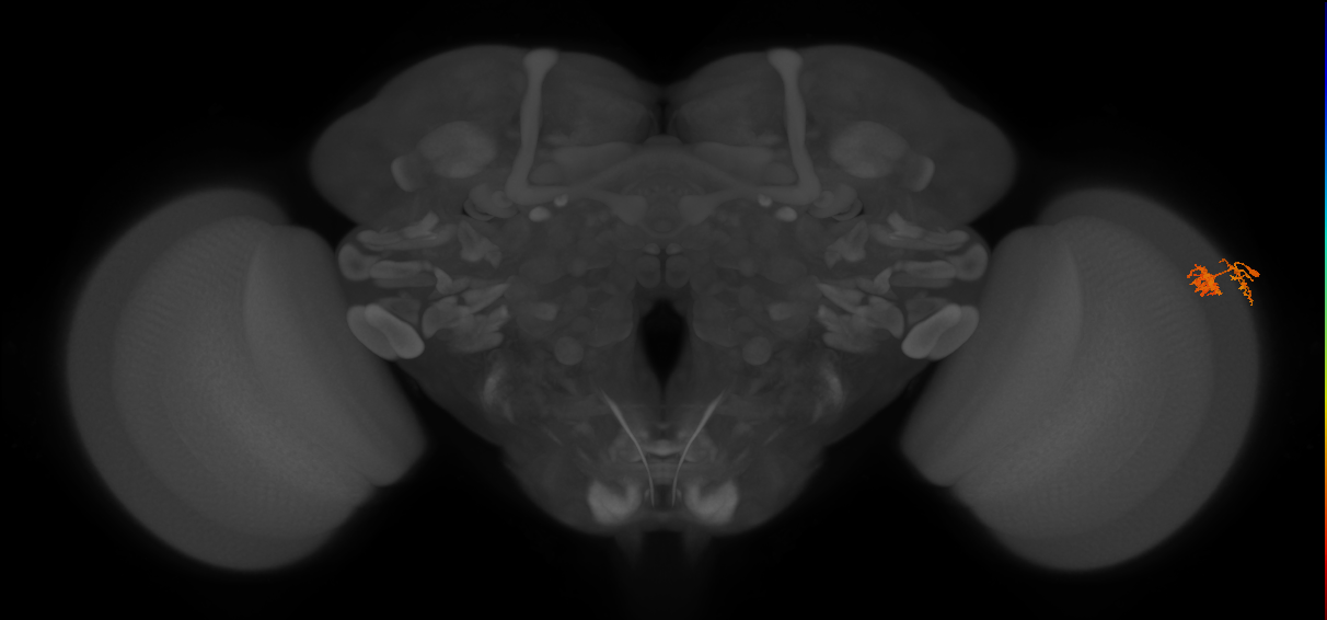 Dm10_R (JRC_OpticLobe:71879)