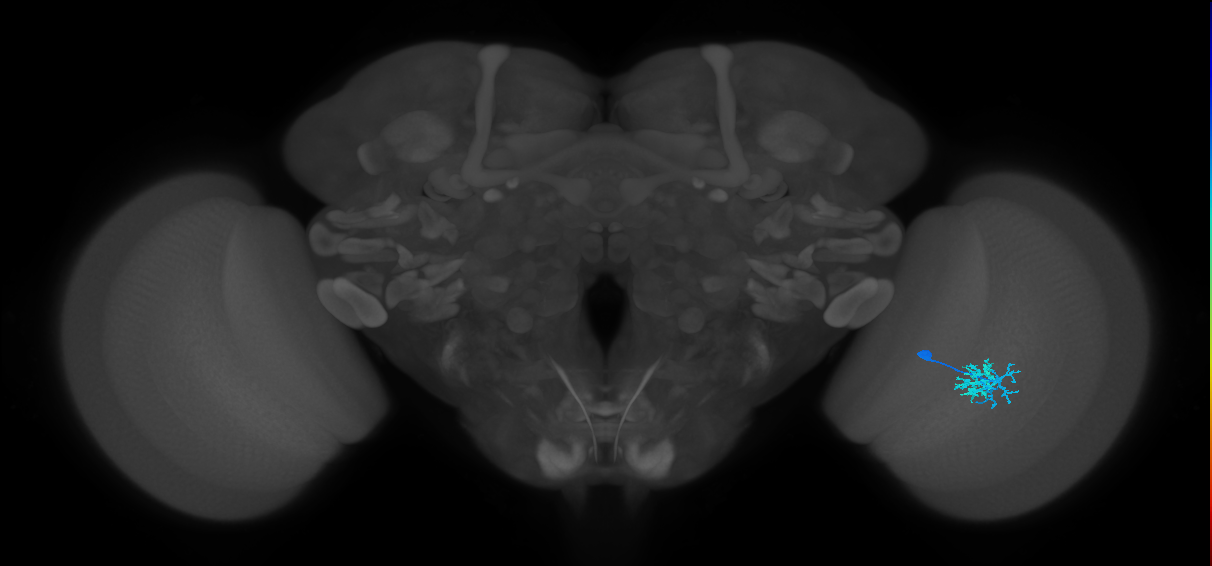Dm10_R (JRC_OpticLobe:69976)