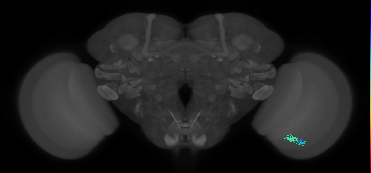 Dm10_R (JRC_OpticLobe:150574)