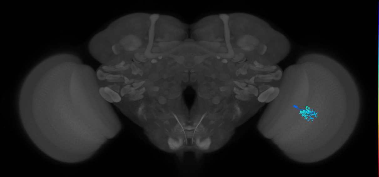Dm10_R (JRC_OpticLobe:91959)
