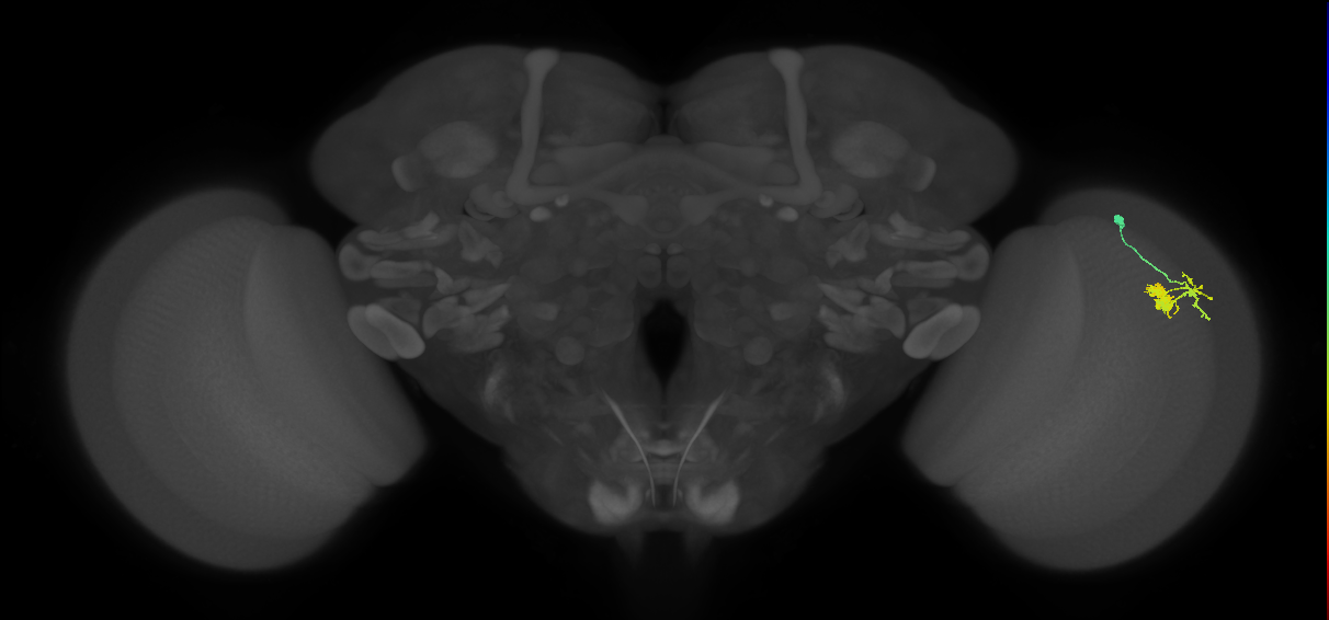 Dm10_R (JRC_OpticLobe:71956)