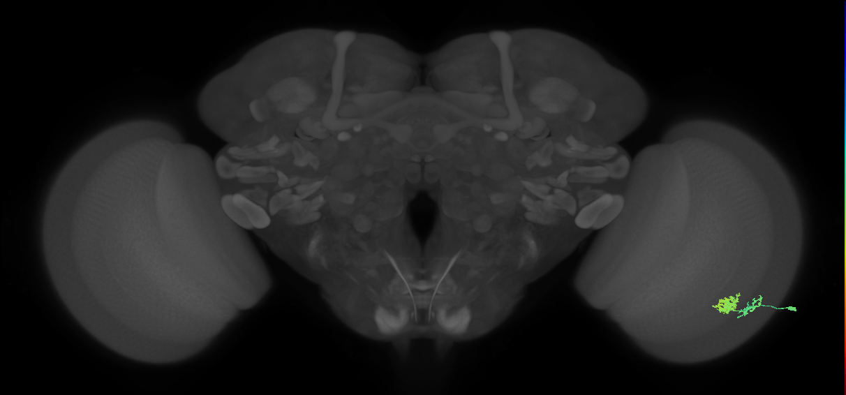 Dm10_R (JRC_OpticLobe:66925)
