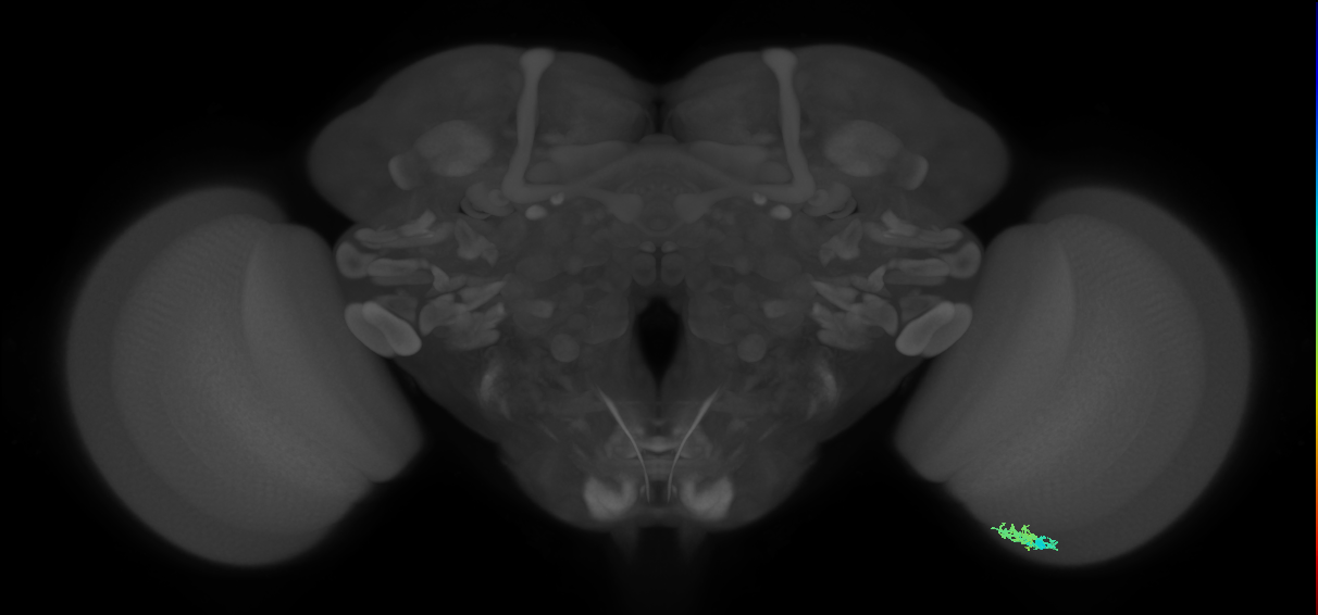 Dm10_R (JRC_OpticLobe:107805)