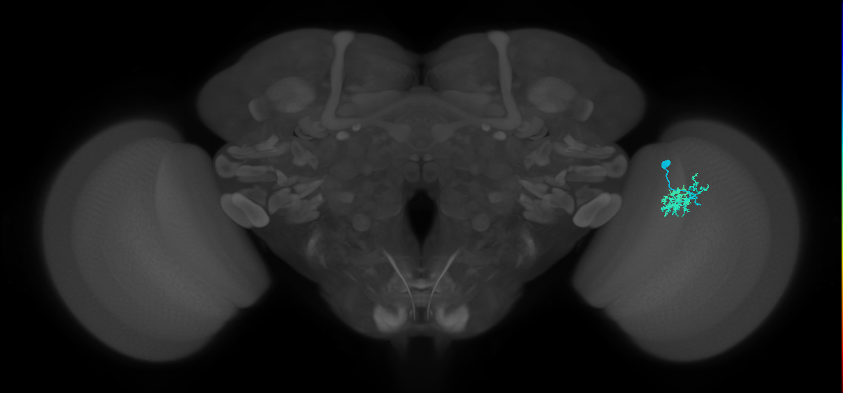 Dm10_R (JRC_OpticLobe:89677)