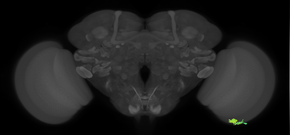 Dm10_R (JRC_OpticLobe:86023)