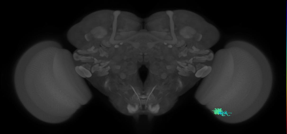 Dm10_R (JRC_OpticLobe:89111)