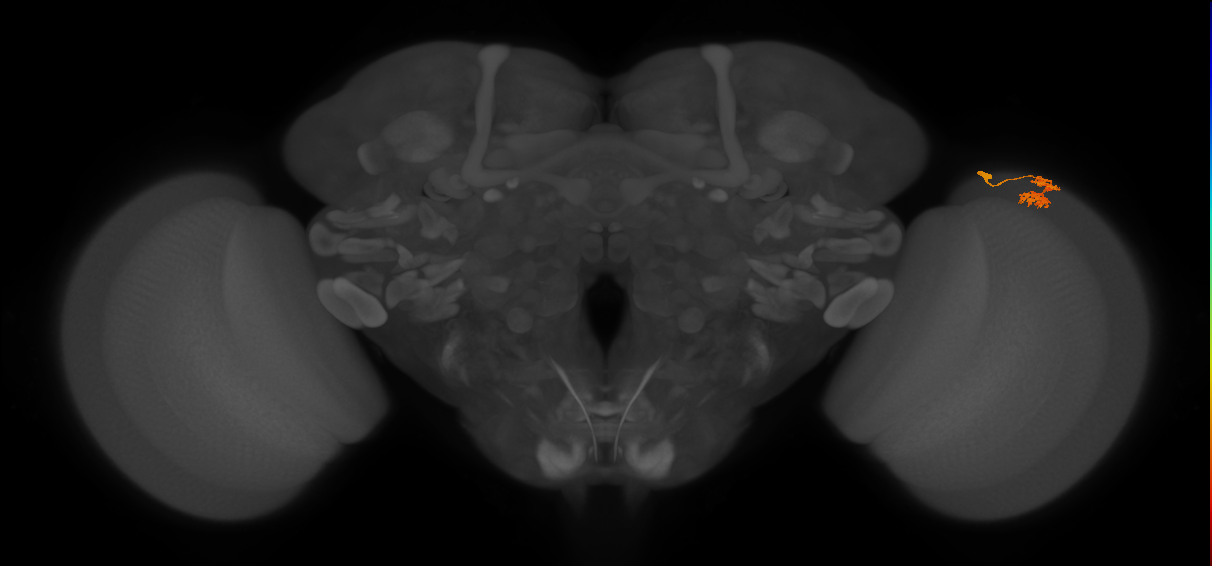 Dm10_R (JRC_OpticLobe:85697)