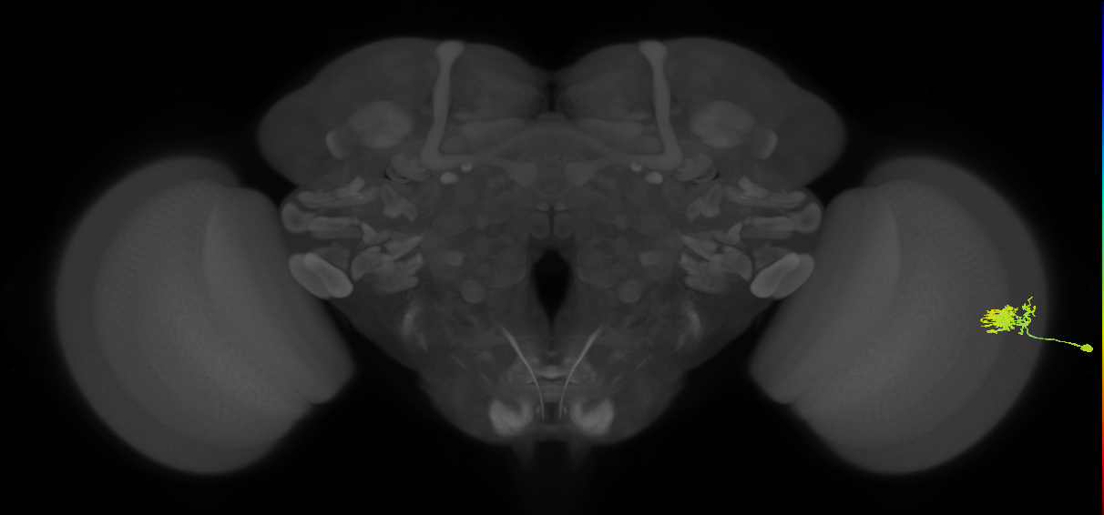 Dm10_R (JRC_OpticLobe:93748)