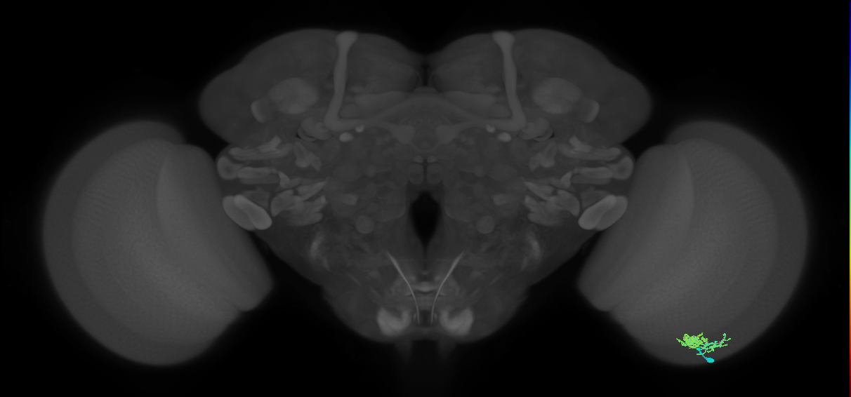 Dm10_R (JRC_OpticLobe:58610)