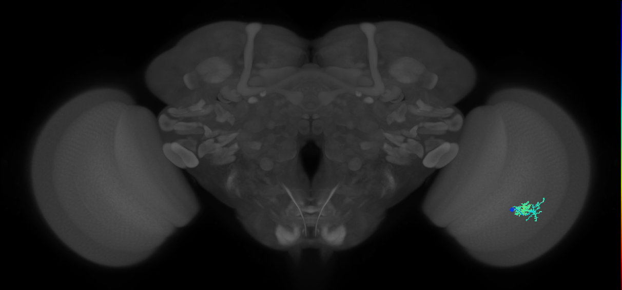 Dm10_R (JRC_OpticLobe:119041)